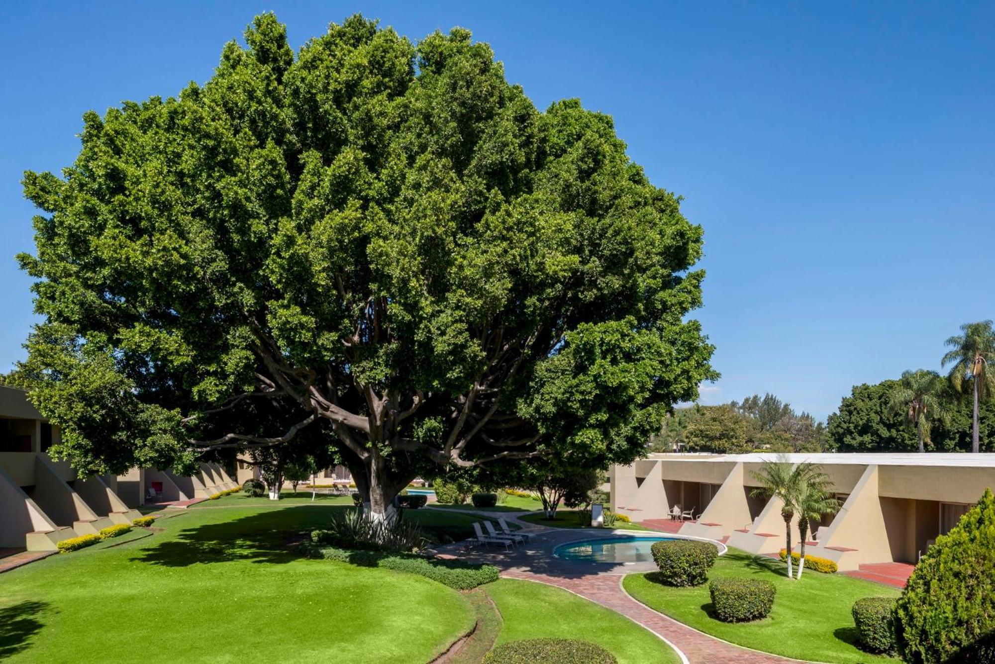 Camino Real Guadalajara Hotel Zapopan Eksteriør billede The "Big Tree" at the center of the campus